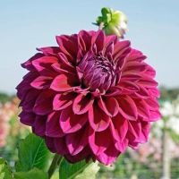 1 เหง้า/ชุุด รักเร่ Dahlia Bulb สายพันธุ์ Diva หัวรักเร่ ดอกไม้ ดอกรักเร่ เหง้า นำเข้า ยุโรป หัวสดใหม่ ผ่านการแช่เย็นแล้ว