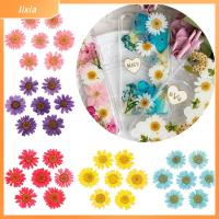 LIXIA 12PCS/Bag สีสัน DIY แต่งหน้า ศิลปะ การทำเครื่องประดับ กด เดซี่ดอกไม้ประดิษฐ์