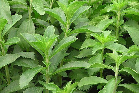 ต้นหญ้าหวาน-พร้อมปลูก-stevia-ใช้ทำชา-สมุนไพรหญ้าหวาน-ให้ความหวานแทนน้ำตาล-ถุงละ39บาท