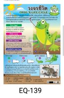 วงจรชีวิตกบ EQ 139 โปสเตอร์สื่อการสอน หุ้มพลาสติก ขนาด 50 * 70 cm