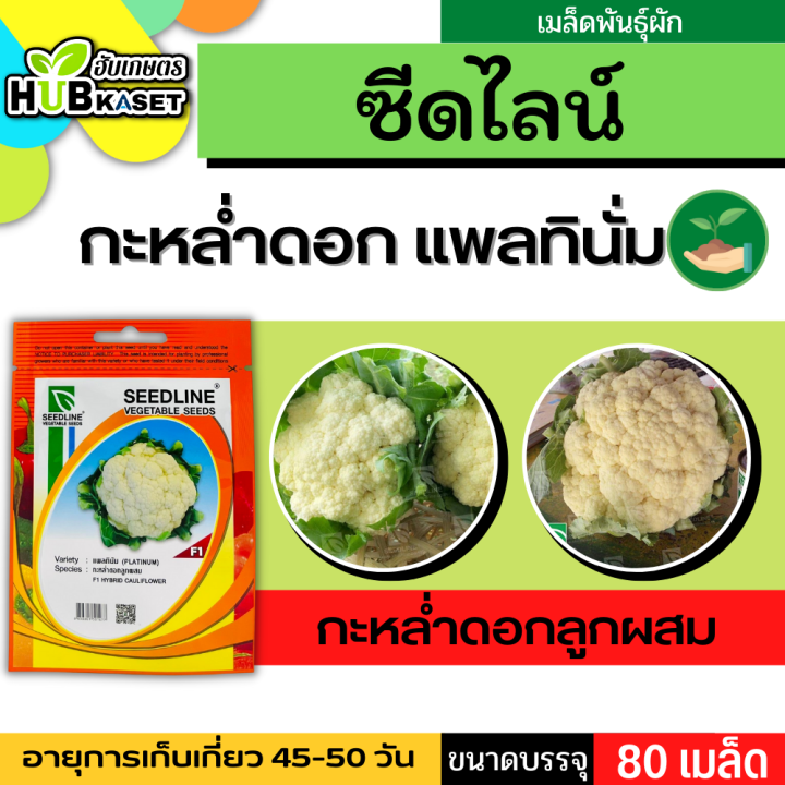 ซีดไลน์ 🇹🇭 กะหล่ำดอกลูกผสม แพลทินัม ขนาดบรรจุประมาณ 80เมล็ด อายุเก็บเกี่ยว 45-50 วัน