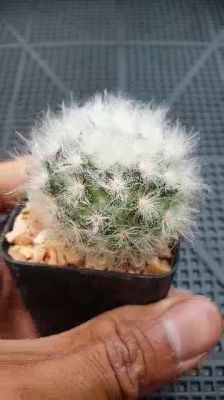 (promotion++) ต้นเพชร แมมขนแกะ(ลูกผสม)Mammillaria bocasana Poselg.#แคสตัส #cactus #Powder Puff Cactus #Powder Puff Pincushion สุดคุ้มม ต้นไม้ ฟอก อากาศ กระถาง ต้นไม้ ไม้ ประดับ ต้นไม้ ปลูก ใน บ้าน