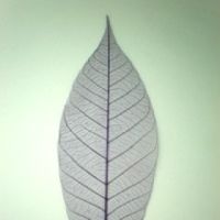 โครงใบไม้ ใบยาง สี Dusty Purple (Standard Rubber Skeleton Leaves)