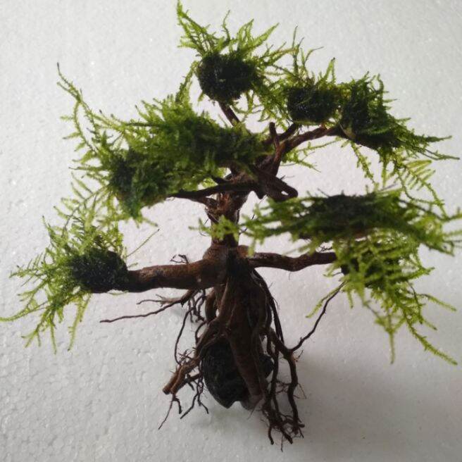 Kayu Bonsai Aquascape Bonsai Hardscape Aquascape Lazada Indonesia