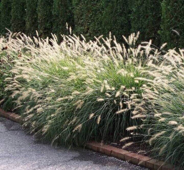 FOUNTAIN GRASS SEEDS PENNISETUM ALOPECUROIDES SEED | Lazada PH