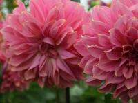 1 หัว /ชุุด เหง้า ต้นรักเร่ Dahlia Bulb สายพันธุ์ Edge of Gold สีชมพู หัวรักเร่ ดอกไม้ ดอกรักเร่ รักแรกพบ เฟิร์สเลิฟ ดอกไม้นำเข้า พร้อมให้ดอก