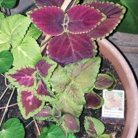 เมล็ดพันธุ์  ฤาษีผสม Coleus hybridus rainbow 100 เมล็ด เมล็ดพันธุ์นำเข้าจาก อังกฤษ เมล็ดเพาะปลูก