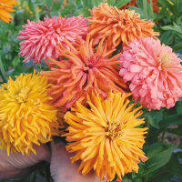 50 เมล็ด บานชื่นแคคตัสคละสี - Mixed Cactus Zinnia