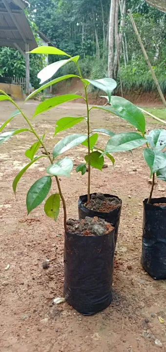 pohon sirsak dalam pot