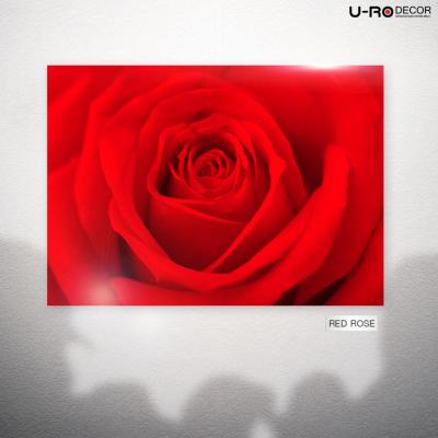 U-RO DECOR รุ่น RED ROSE ภาพพิมพ์ ขนาด 50 x 70 ซม.