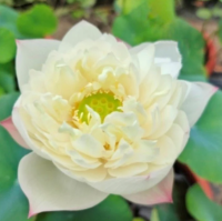 5 เมล็ด บัวนอก บัวนำเข้า บัวสายพันธุ์ Flower Girl Lotus สีขาว สวยงาม ปลูกในสภาพอากาศประเทศไทยได้ ขยายพันธุ์ง่าย เมล็ดสด