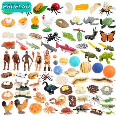 ZZOOI HOT Realistic Animal Growth Cycle Butterfly Ladybug Frog Bee Swan Snail Life Cycle Figurine Model Action Figures Educational Toy