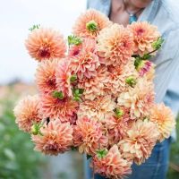 1 หัว/ออเดอร์ รักเร่ Dahlia Bulb สายพันธุ์ Ferncliff Copper หัวรักเร่ ดอกไม้ หัวหน่อ เหง้า นำเข้า เนเธอร์แลน หัวสดใหม่