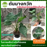 ( Promotion+++) คุ้มที่สุด ต้นนางกวัก [นางกวัก] กระถาง 6" ต้นสูง 20-25 เซน นิยมปลูกหน้าบ้าน ยิ่งเป็นร้านค้าจะปลูกไว้เรียกเงินไหลเข้าบ้าน ต้นไม้มงคล ราคาดี พรรณ ไม้ น้ำ พรรณ ไม้ ทุก ชนิด พรรณ ไม้ น้ำ สวยงาม พรรณ ไม้ มงคล