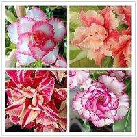 12 เมล็ด เมล็ดพันธุ์ ชวนชม สายพันธุ์ฮอลแลนด์ คละสี Adenium Seeds กุหลาบทะเลทราย Desert Rose ราชินีบอนไซ อัตรางอก 80-90% มีคู่มือปลูก