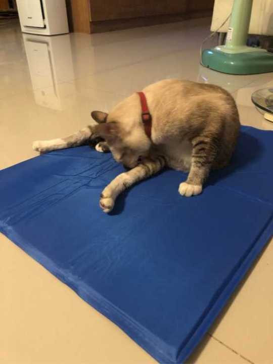 pet-cool-mat-ที่นอนเจลเย็นหมาแมว-เบาะเจลรองนอนหมาแมว-แผ่นเจลเย็นสุนัข-ที่นอนเจลเย็นสำหรับสุนัข-แมว-size-m-40-50-cm-สำหรับ-ชิวาวา-ปอม-ชิสุ-ตัวเล็ก