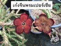 เก๋งพรมเปอร์เซีย พรม เบอร์ 2 3 4 พรมเปอร์เซีย #2 #3 #4 เก๋งจีน Edithcolea grandis เก๋งจีนพรมเปอร์เซีย เก๋ง จีน ต้นเก๋งจีน แคคตัส cactus