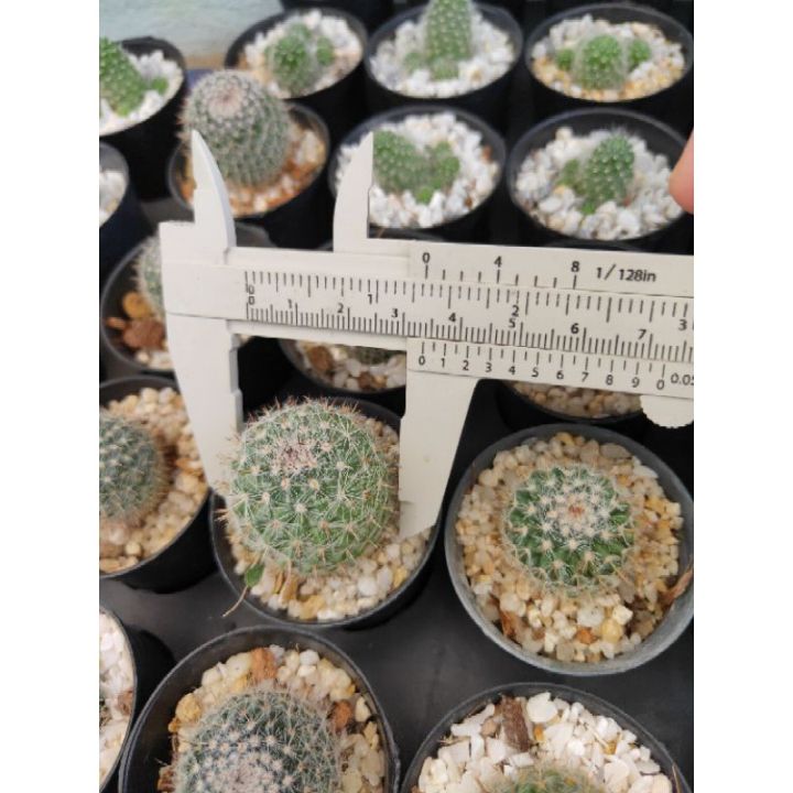 hot-แมมแม่เฒ่า-หรือแมมฮาเนียน่า-mammillaria-hahniana-small-size-ส่งด่วน-พรรณ-ไม้-น้ำ-พรรณ-ไม้-ทุก-ชนิด-พรรณ-ไม้-น้ำ-สวยงาม-พรรณ-ไม้-มงคล