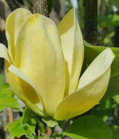 ต้น แม็กโนเลีย - เยลโล่เบิร์ด  Magnolia - Yellow Bird  แมกโนเลียดอก สูง 30-50 ซ.ม.