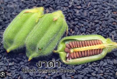 งาดำ  Black Sesame Seeds เมล็ดพันธุ์งาดำ บรรจุ 500 เมล็ด  10 บาท