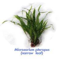 NEW++ Microsorum pteropus Narrow เฟิร์นรากดำใบแคบ (ต้นไม้น้ำ) ราคาถูกสุดๆ ต้นไม้ ฟอก อากาศ กระถาง ต้นไม้ ไม้ ประดับ ต้นไม้ ปลูก ใน บ้าน