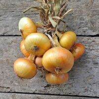 100 เมล็ด เมล็ดหอมหัวใหญ่ สายพันธุ์ หอมใหญ่ Octavia ของแท้ 100% อัตรางอก 70-80% Onion seeds มีคู่มือปลูก