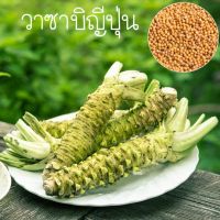 วาซาบิญี่ปุ่น?ถูกที่สุด10บ.?เมล็ดพันธุ์วาซาบิญี่ปุ่น 20 เมล็ด?สายพันธุ์แท้นำเข้า