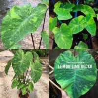 บอนเลม่อน ใบด่าง Colocasia lemon lime gecko ☘️ ส่งแบบตัดใบ ของแท้ 100 % พร้อมวิธีการปลูก