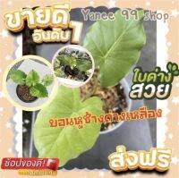 ?โปรพิเศษ 3 ต้น แถม ไข่ 1 ไข่?บอนหูช้างด่างเหลือง #มาจากแม่ด่างแท้ 100 % ด่างเทพ ไม้สวยงาม ไม้ประดับ  บอนด่าง เพาะจากไข่ พร้อมเลี้ยง