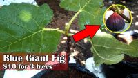 Figs ต้นมะเดื่อฝรั่ง พันธุ์ Blue Giant fig ต้นสมบูรณ์มาก รากแน่นๆ มีผลขนาดใหญ่ จัดส่งพร้อมกระถาง 6 นิ้ว ลำต้นสูง 50 ซม ต้นไม้แข็งแรงทุกต้น.