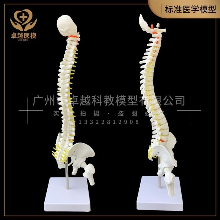 human-spinal-nerve-of-adult-spinal-model-color-bonesetting-medical-teaching-skeleton-skeleton-simulation-detachable-vertebrae