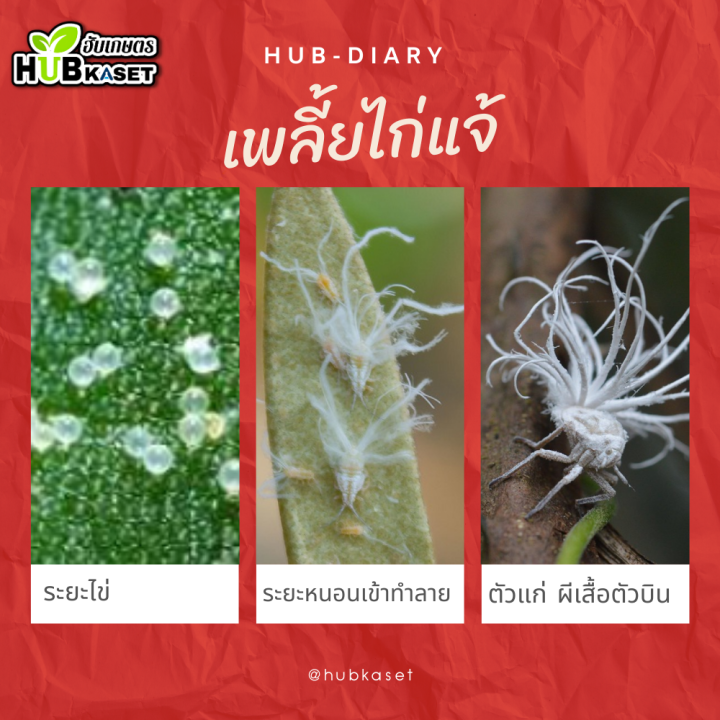 เอราขาบ-1ลิตร-ฟิโนบูคาร์บ-เพลี้ยกระโดด-เพลี้ยไฟ-เพลี้ยไก่แจ้-แมลงหวี่ขาว-มวนเขียว-มวนลำไย-แมลงสิง-ด้วง