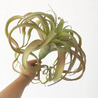 Super Big Air Grass Steptophy Green Plant Realistic LikeTropical Succulent Pineapple leaf Artificial Flower Plastic