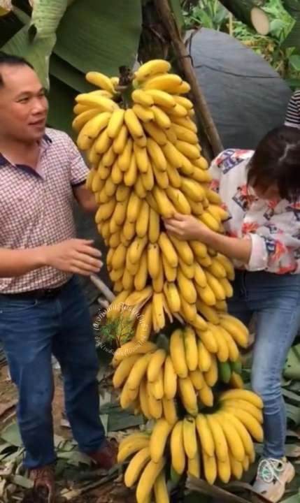 ต้นกล้วยยักษ์อินโดนีเซีย-ติดผลเร็ว-ติดผลเพียง-7-9-เดือนหลังจากปลูก