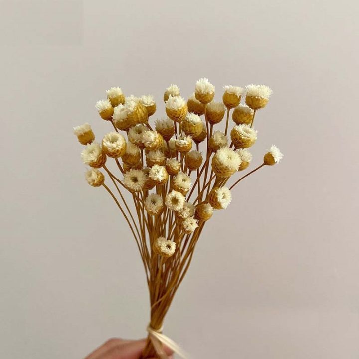 ayiq-ร้านขายดอกไม้-30ซม-ประมาณ0-3ซม-ช่อดอกไม้อบแห้งขนาดเล็กจากธรรมชาติแบบบราซิลเลียน