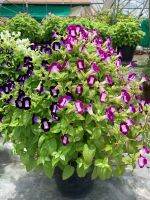 ต้นแววมยุรา ทอรีเนีย Torenia พุ่มกว้าง 40-45 ซม. กระถาง 6 นิ้ว เป็นพืชไม้ดอกล้มลุก สูงประมาณ 15-50 ซม. จะมีสีดอกหลายสี โคนกลีบจะมีสีขาว กลีบล่างอาจมีแต้มสีเหลือง จะออกเป็นช่อ กระจายตามซอกใบที่ปลายกิ่ง ปลายแยกเป็น 5 แฉก จะมีขนาดไม่เท่ากัน ดอกจะบานทุกฤดูกาล