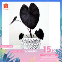 ( Pro+++ ) คุ้มค่า ไม้สะสม " Colocasia Black Magic " สุดยอดของความงาม เหมาะสำหรับปลูกตกแต่งบ้าน สวน น้ำตก และคาเฟ่ เป็นพืชเน้นโชว์ลวดลาย ราคาดี พรรณ ไม้ น้ำ พรรณ ไม้ ทุก ชนิด พรรณ ไม้ น้ำ สวยงาม พรรณ ไม้ มงคล