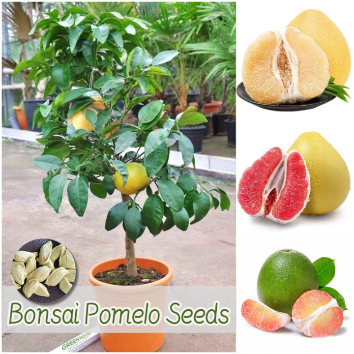 [Easy to grow in the Philippines] 50pcs Bonsai Seeds Pomelo Fruit Seeds for Planting Vegetable