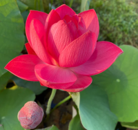 5 เมล็ด บัวนอก บัวนำเข้า บัวสายพันธุ์ Magnificent LOTUS สีแดง สวยงาม ปลูกในสภาพอากาศประเทศไทยได้ ขยายพันธุ์ง่าย เมล็ดสด