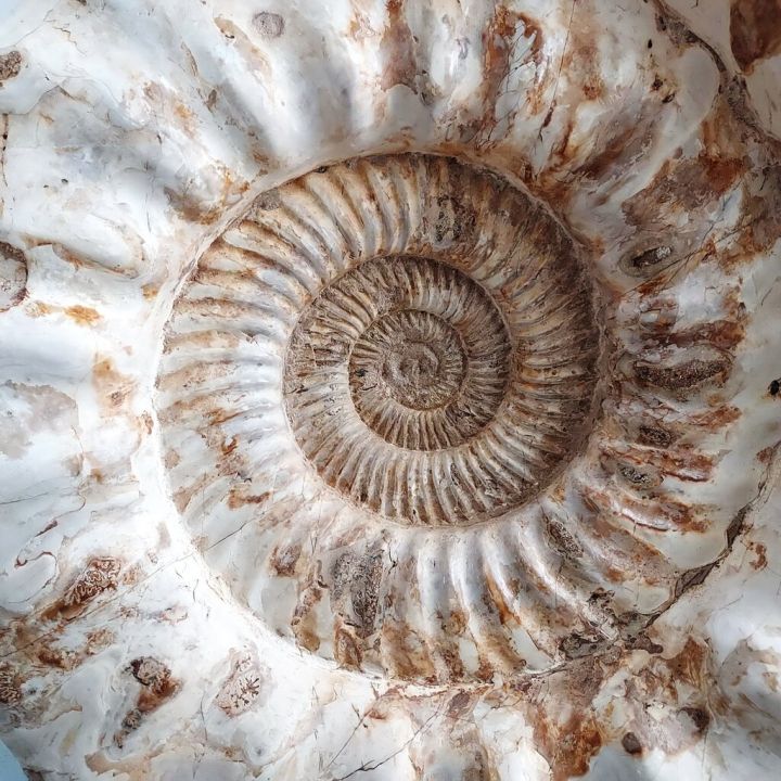 ฟอสซิลแอมโมไนต์-ammonite-ขนาดใหญ่จากมาดากัสการ์-26-6-กิโลกรัม-ดึงดูดพลังงานที่ดี-ดึงดูดความเจริญรุ่งเรือง