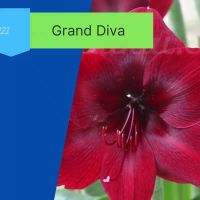 ( PRO+++ ) โปรแน่น.. ว่านสี่ทิศ Grand Diva ดอกสีแดงดำ  ขายหัวลิลลี่ ไฮยาซิน ว่านสี่ทิศ ทิวลิป ต้นไม้ฟอกอากาศ เมล็ดดอกไม้ ราคาสุดคุ้ม พรรณ ไม้ น้ำ พรรณ ไม้ ทุก ชนิด พรรณ ไม้ น้ำ สวยงาม พรรณ ไม้ มงคล