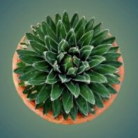 จัดโปร กระบองเพชรบ้านไม้ กระบองเพชร อากาเว่ วิคตอเรีย (Agave victoriae-reginae) ถ่ายจากต้นจริง ลดราคา ต้นไม้ ต้นไม้มงคล เมล็ดพันธุ์ พรรณไม้