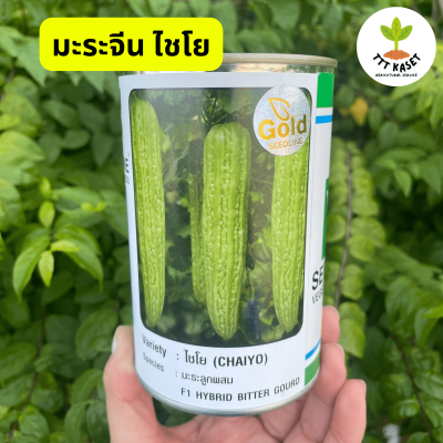 มะระจีน ไชโย ซีดไลน์โกลด์ มะระลูกผสม  เมล็ดพันธุ์ผัก F1 Bitter gourd TTT Kaset