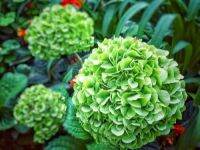 20 เมล็ด เมล็ดไฮเดรนเจีย Hydrangea Seeds สีเขียว ไฮเดรนเยียสายพันธุ์ฝรั่งเศส ของแท้ 100% อัตรางอก 70-80% มีคู่มือปลูก ปลูกในกระถางได้