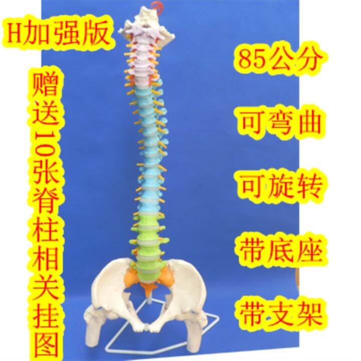 standard-of-human-spine-model-1-1-bonesetting-cervical-spine-model-lumbar-bone-model-color-spine-specimen