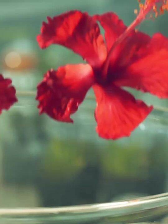 Seasonal Zen Tea Reed Diffuser Essential Oil Home Indoor Lasting Toilet