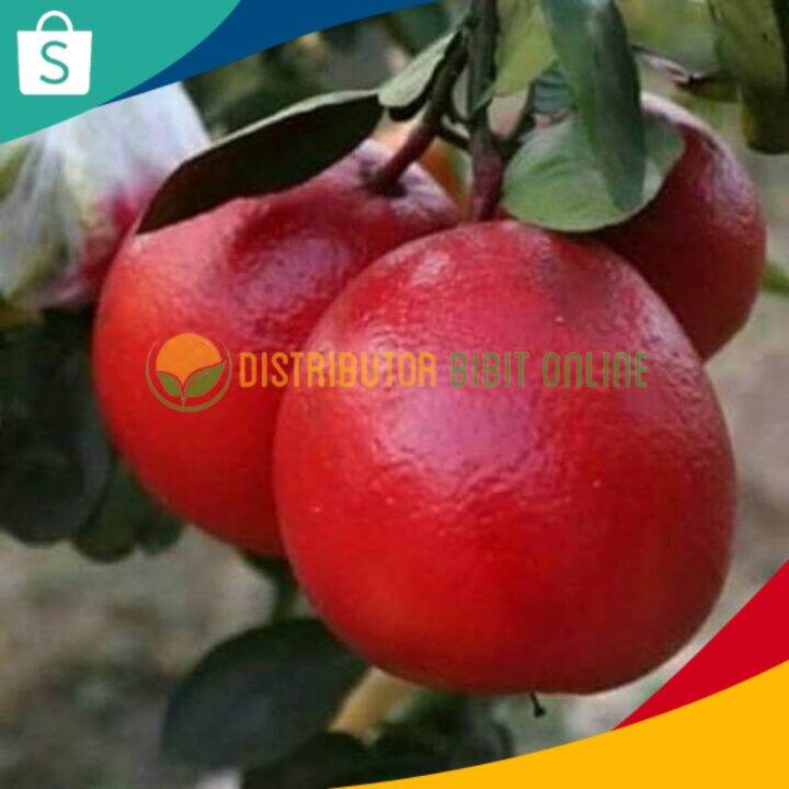 Terlaris Bibit Tanaman Buah Jeruk Red Pamelo Thailand Hasil Okulasi Terbaik Lazada Indonesia