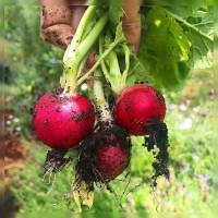 เมล็ดพันธุ์ผักสวนครัว แรดิช Radish เรดิช 30 เมล็ด ราคาโปรโมชั่น เมล็ดพันธุ์พืช พร้อมคำแนะนำการเพะเมล็ด