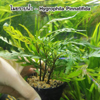 ไมยราบน้ำ – Hygrophila Pinnatifida ไมยราบใบน้ำพร้อมปลูก