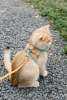 Petlifeland dây xích phản quang cho thú cưng da lộn mới áo ba lỗ dây đeo - ảnh sản phẩm 8
